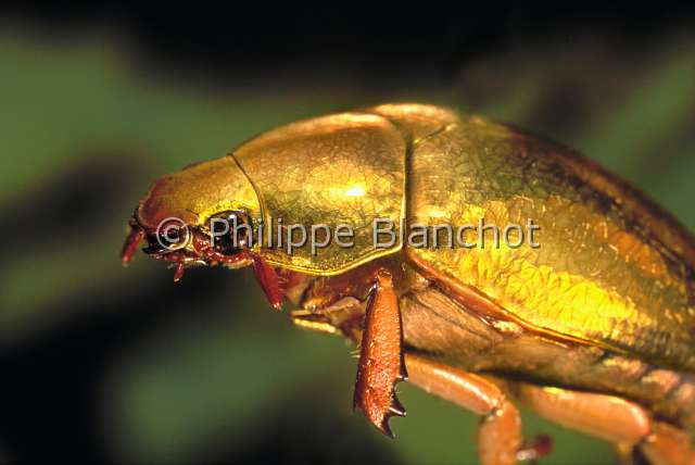 Plusiotis resplendens.JPG - Plusiotis resplendens (Portrait)RutelideGold beetleColeopteraScarabaeidaeRutelinaeCosta Rica